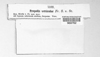 Propolis farinosa image